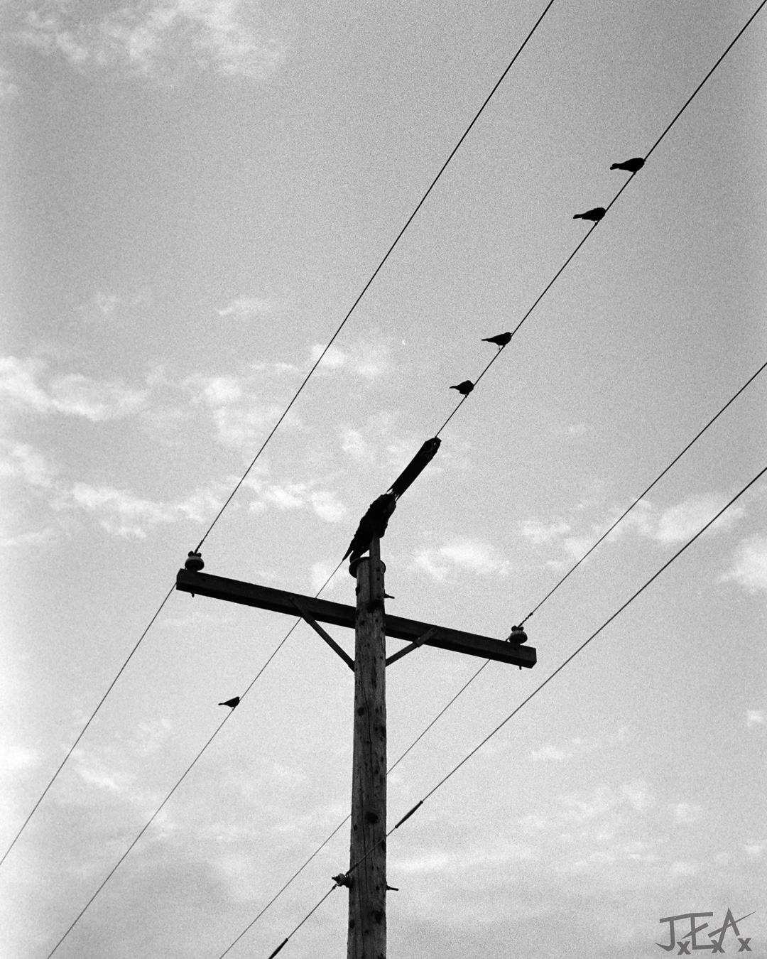 A picture looking up at small birds sitting on top of a powerline.