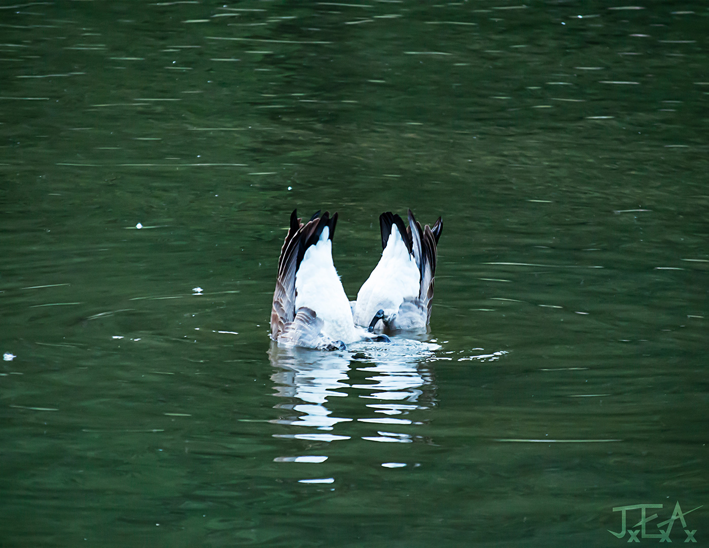 two Canadian geese simoultaneously dive under water to eat, leaving their butts sticking straight up out of the water.
