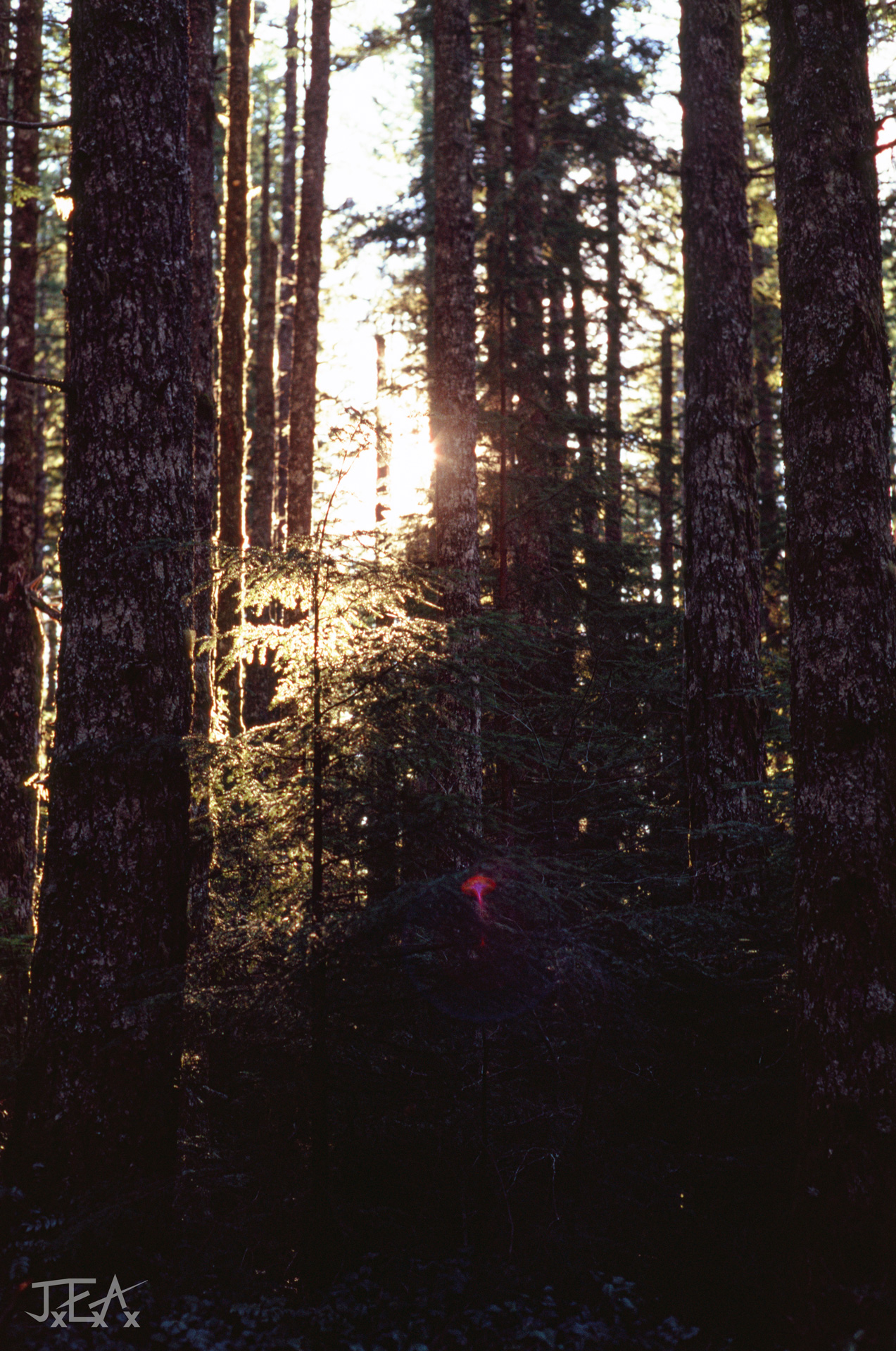 A shot of the sun shining through a dense Pacific Northwest evergreen forest.