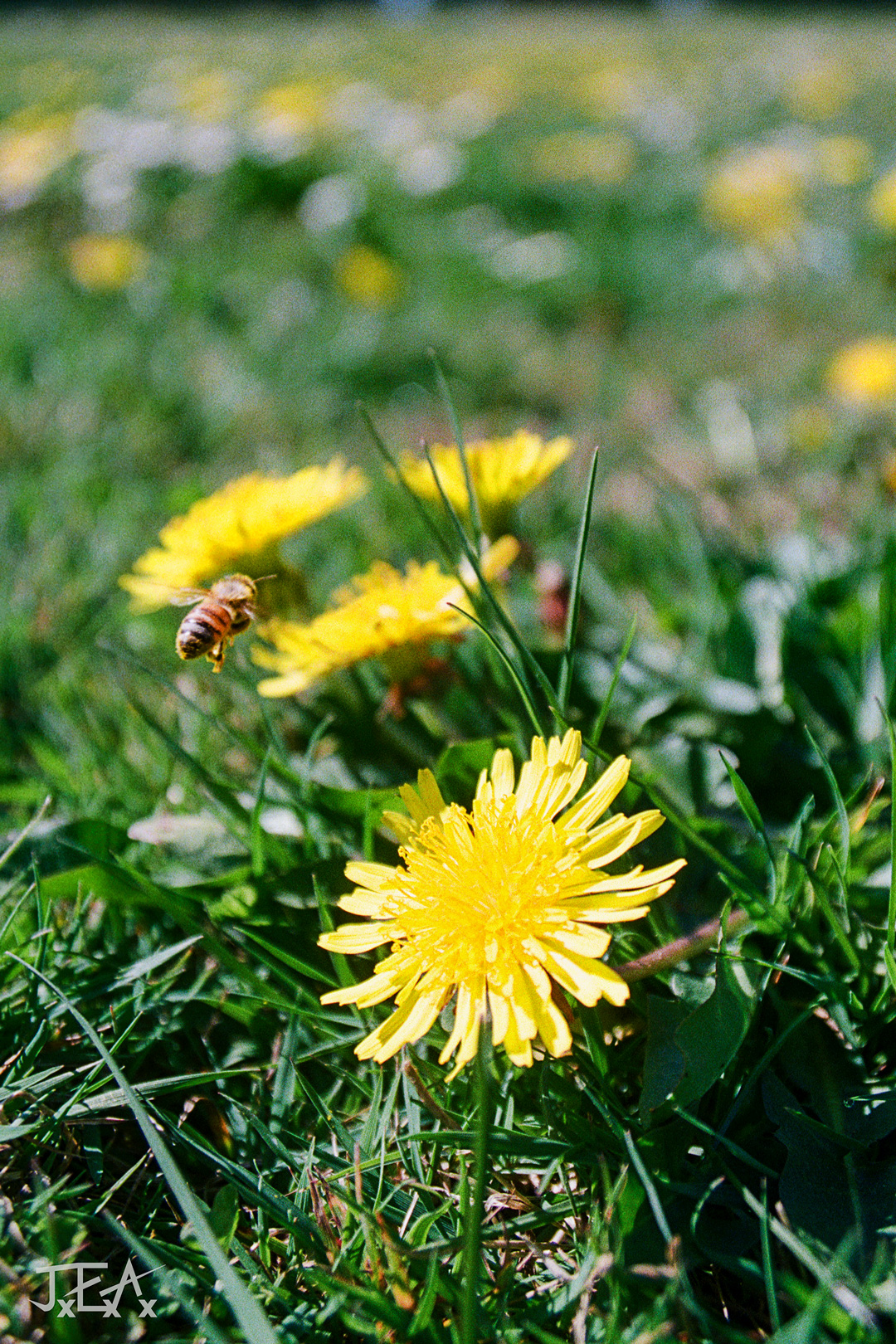 A bee caught mid air as it lands on a bright yellow dandelion in a green field.