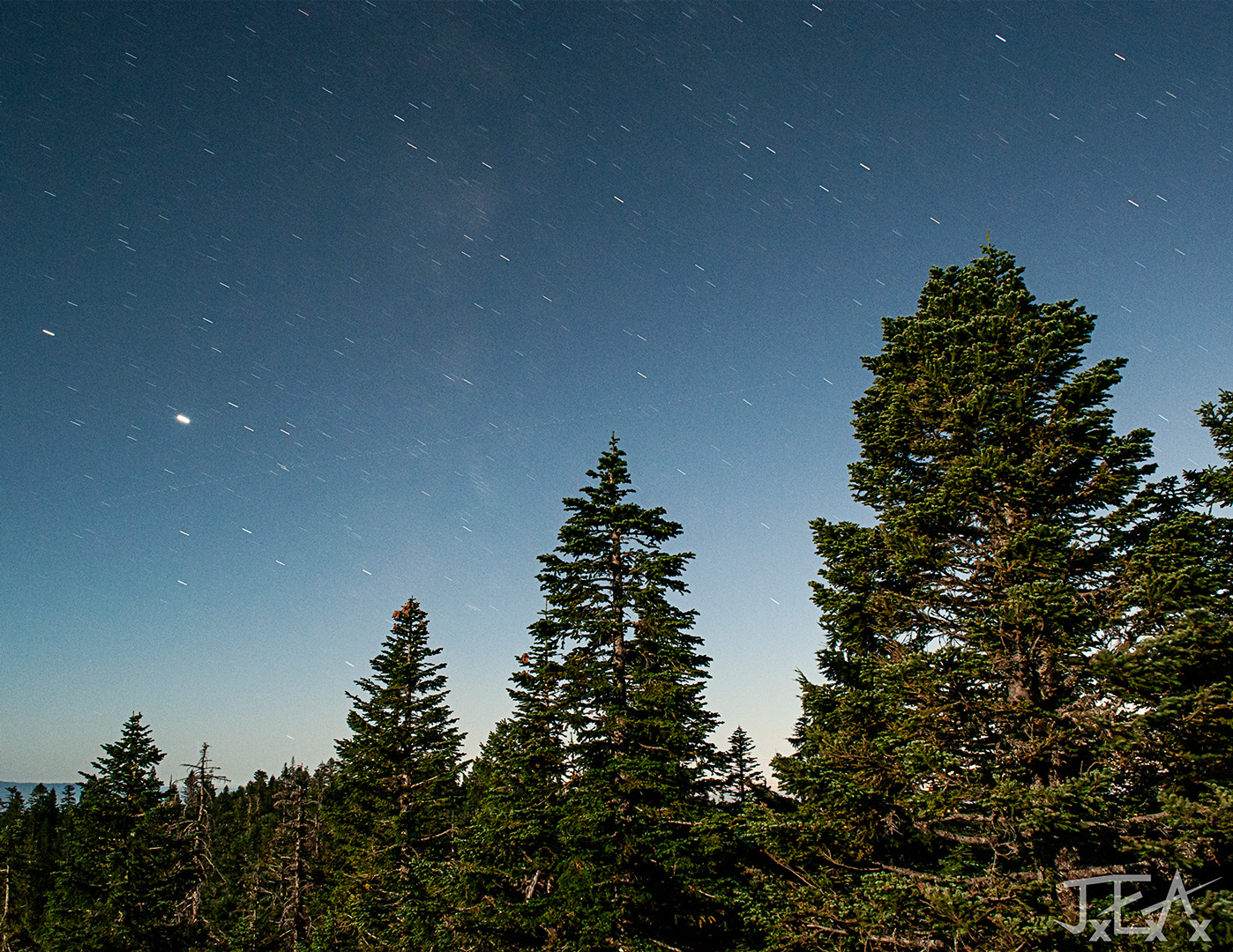 Majestic pine trees stand tall against a blue starry sky.