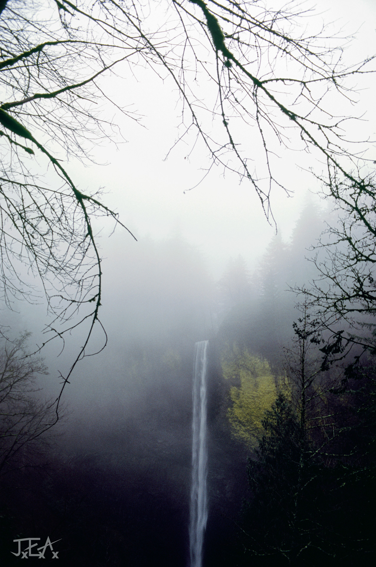 A shot of Latourell Falls, Oregon on a foggy afternoon, seen through tree baranches.