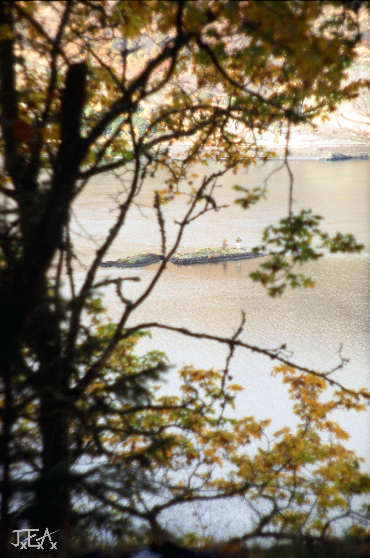 A shot of a little lighthouse on the columbia River through autumn leaves.