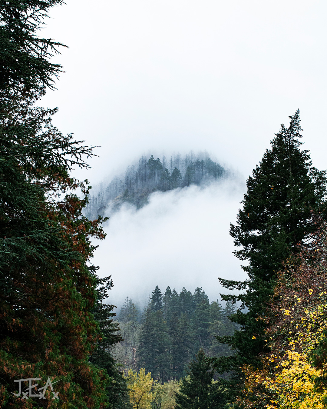 A picture showing layers of trees and fog on a fall day in the Columbia River gorge.