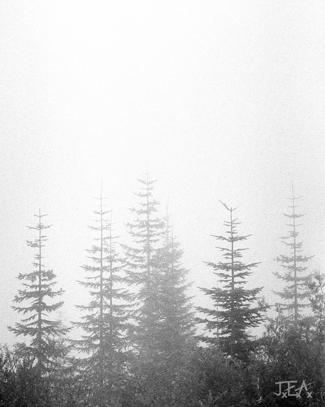 A stand of evergreens shrouded in fog and mist.