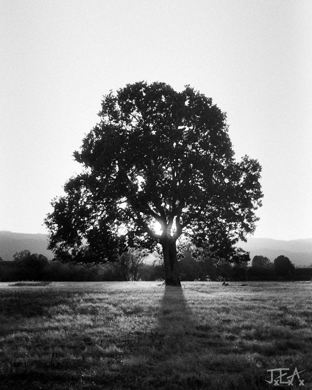 A black and white image of the sun shining through a lone oak tree in a grassy field.