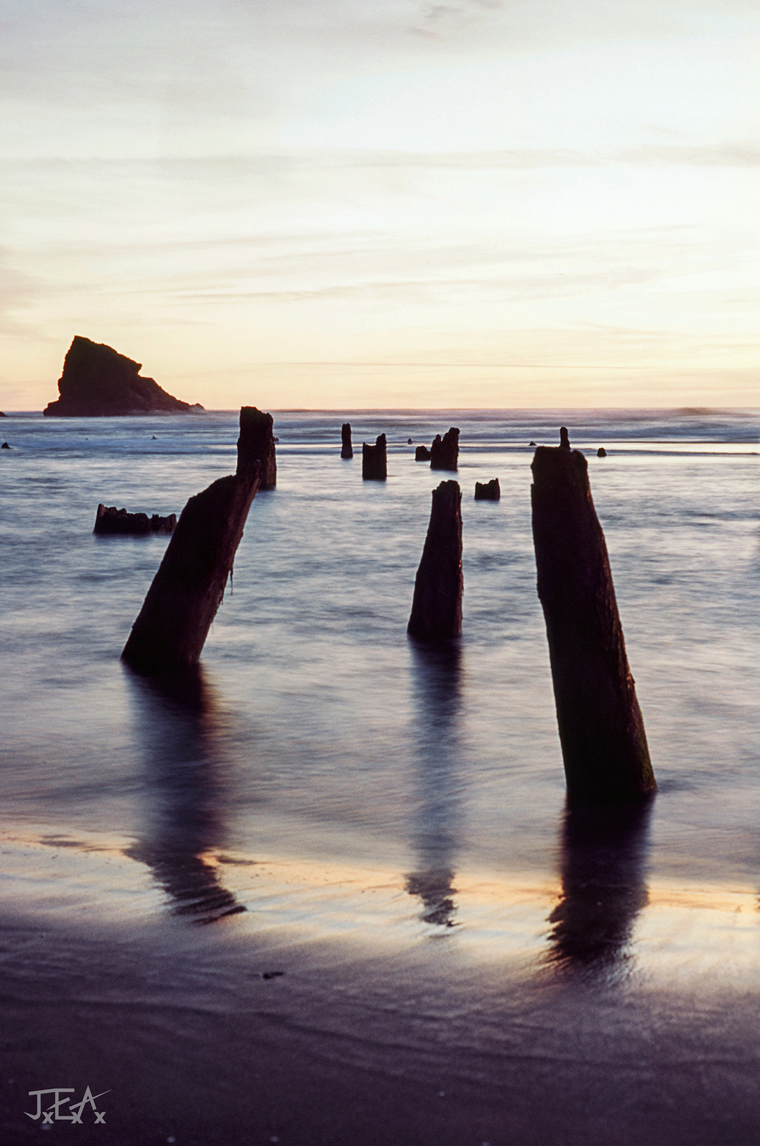 A portrait image of the Neskowin Ghost Forest at blue hour.