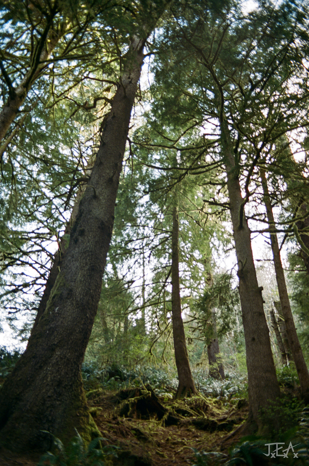 A portrait shot of the Ecola State Forest, taken looking up into the canopy from the ground.